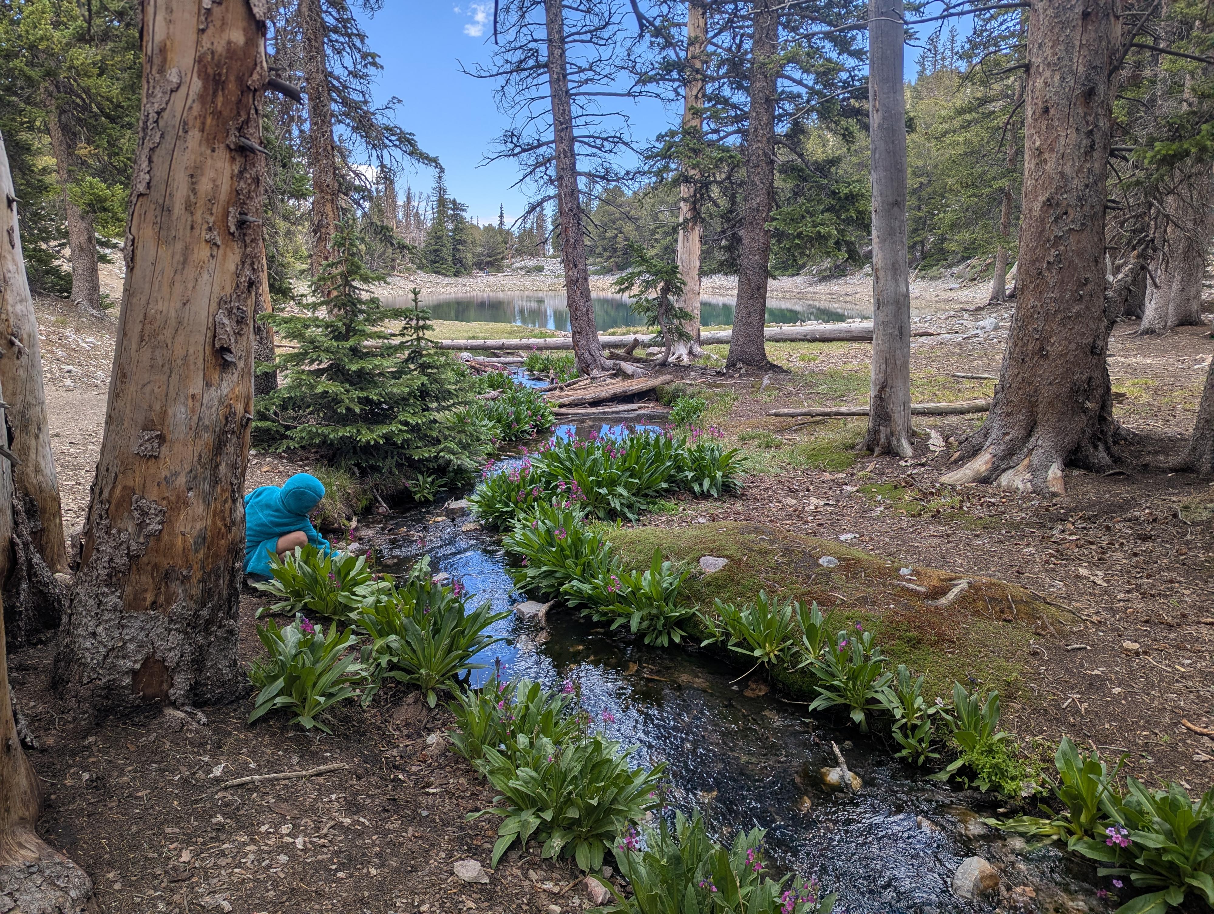 The stream feeding Teresa Lake