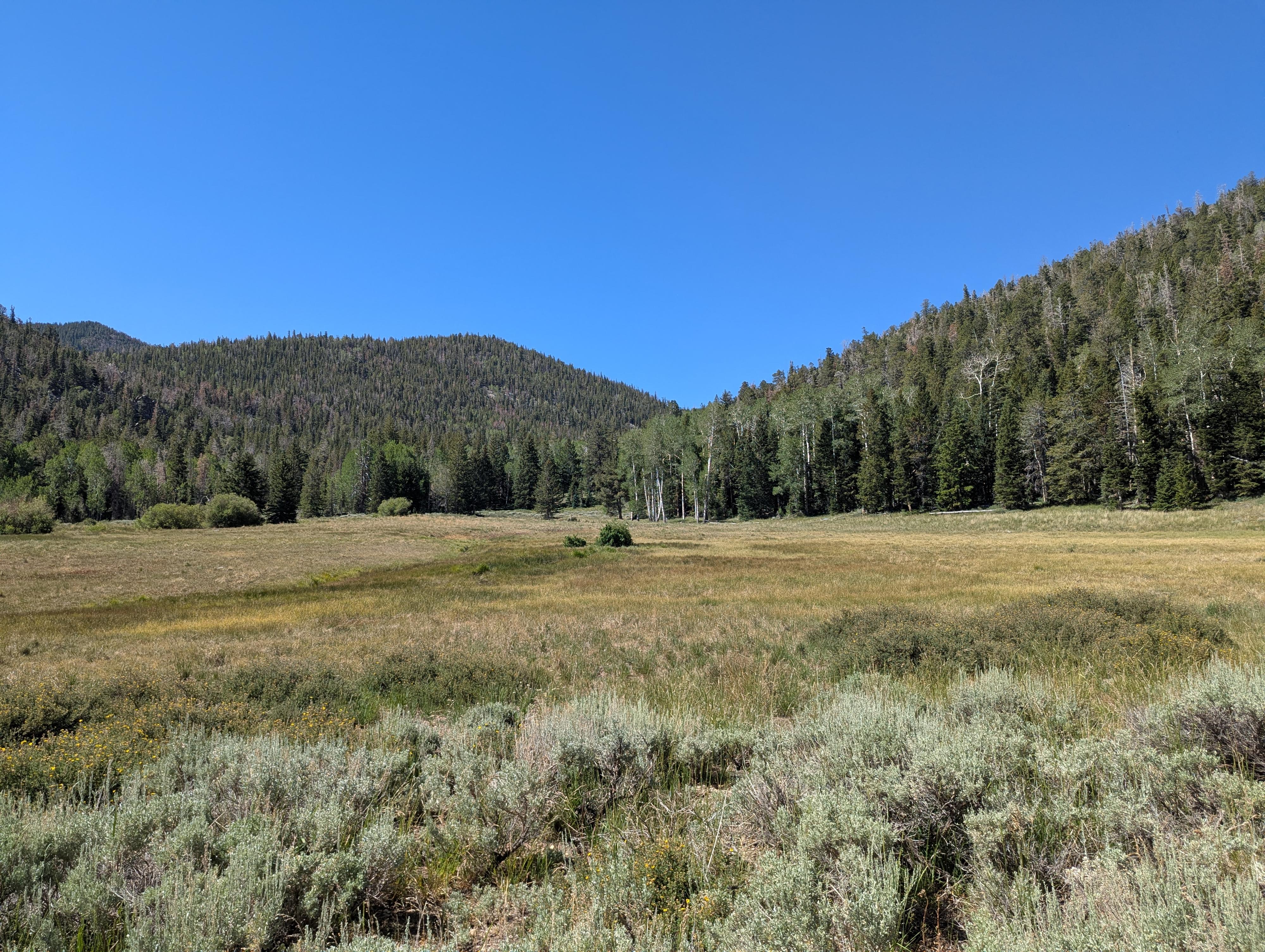 The meadown in South Fork of Baker Creek