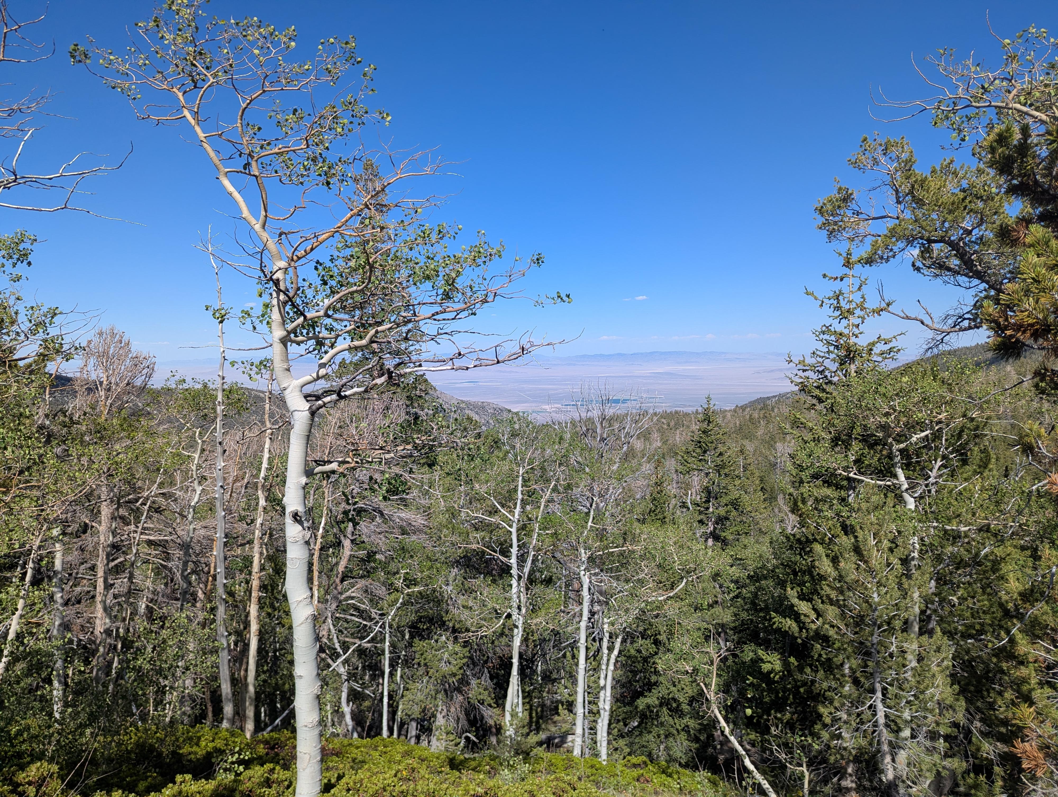Aspens on the upper section of trail. 