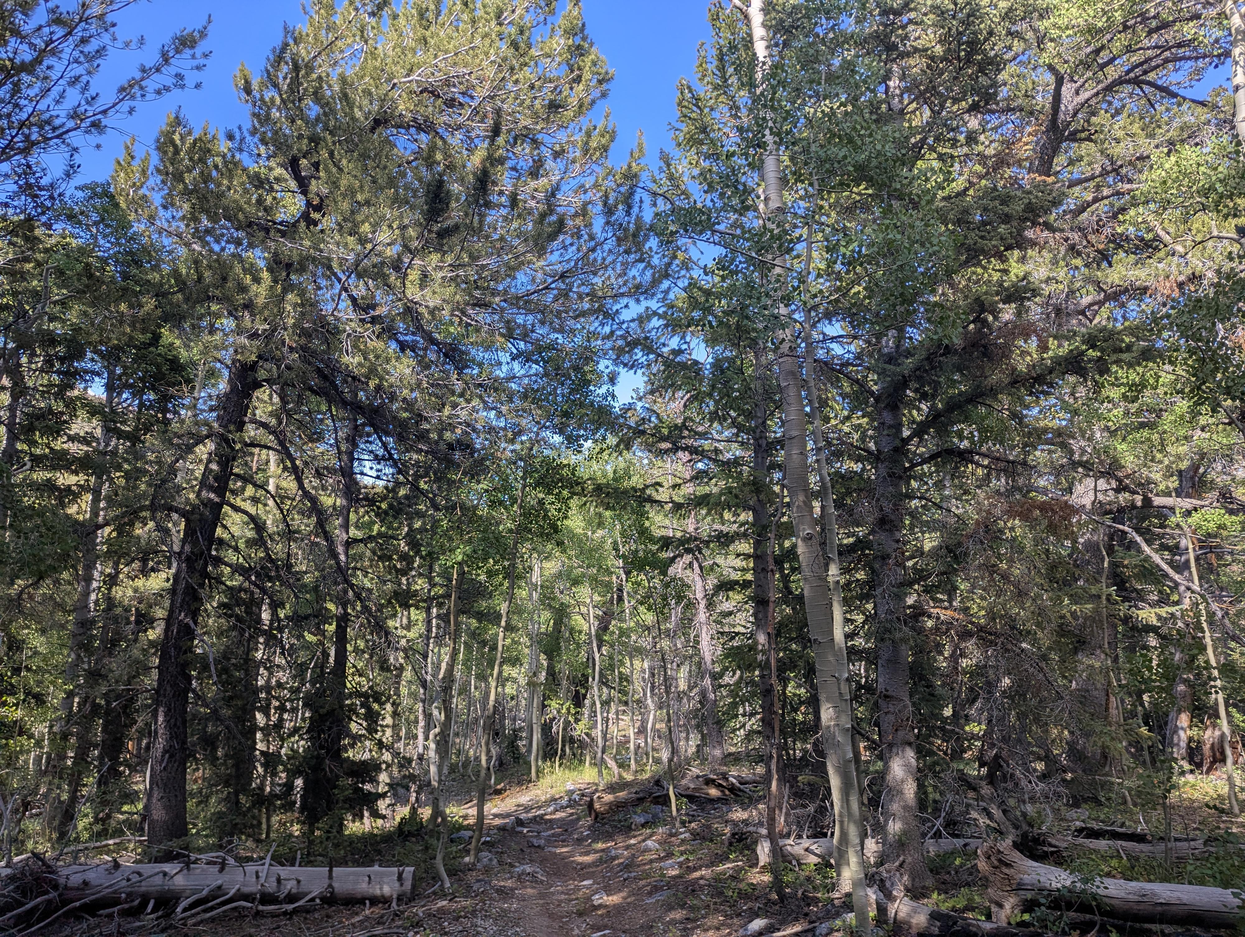 Dense forest along the trail. 
