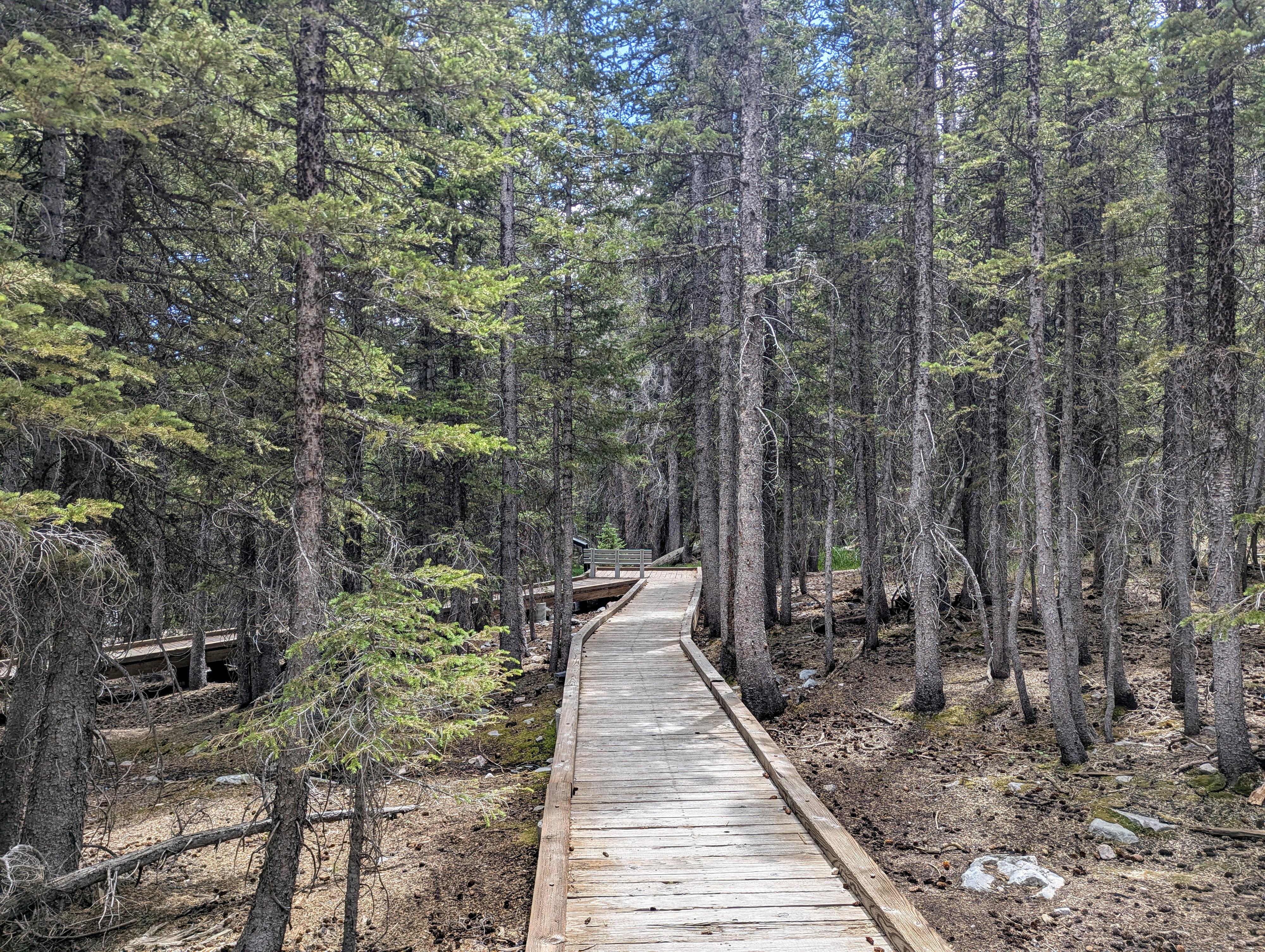 Love forest walking on the Sky Forest Trail 