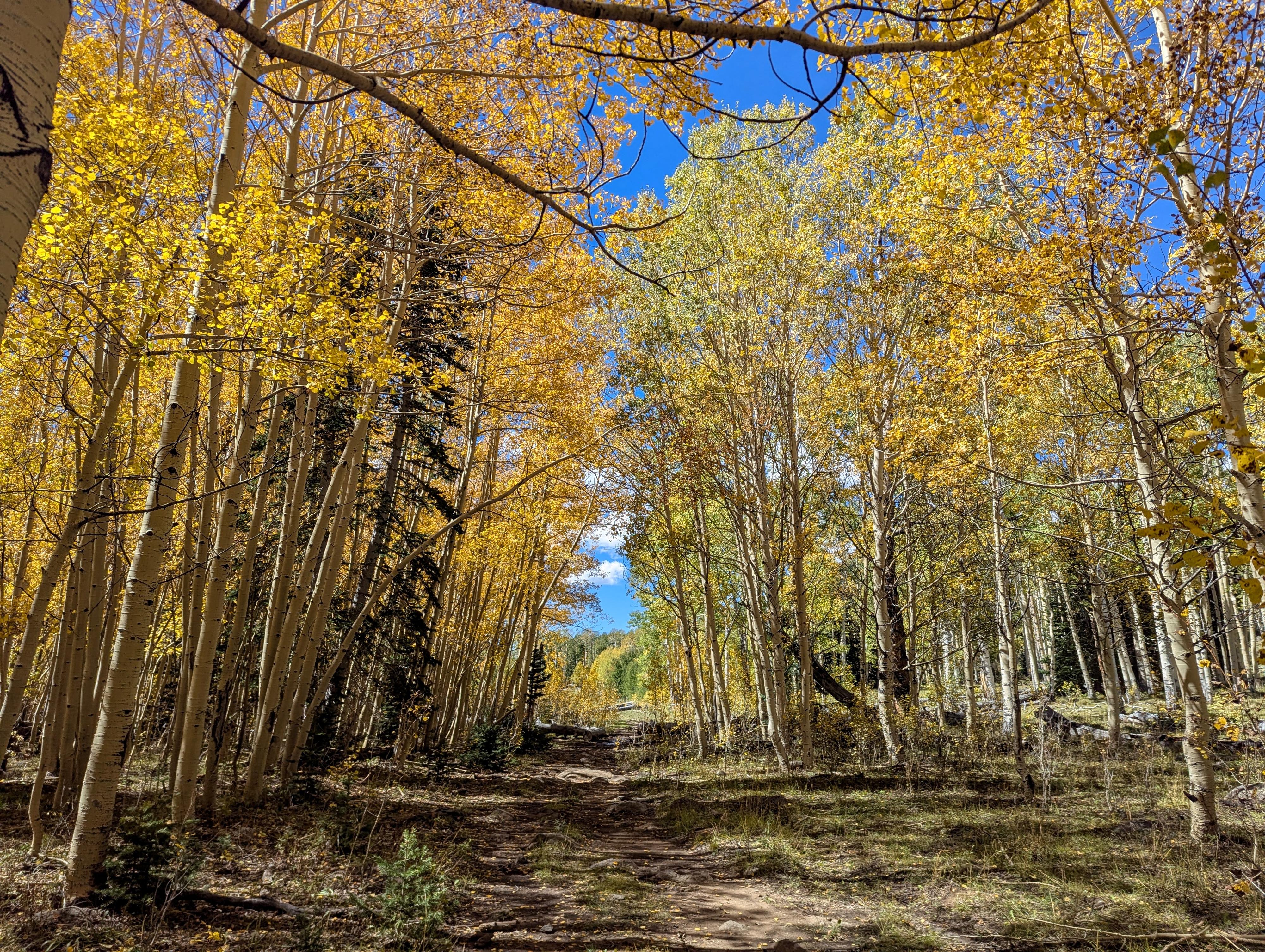 Fall colors on Boulder Mountain