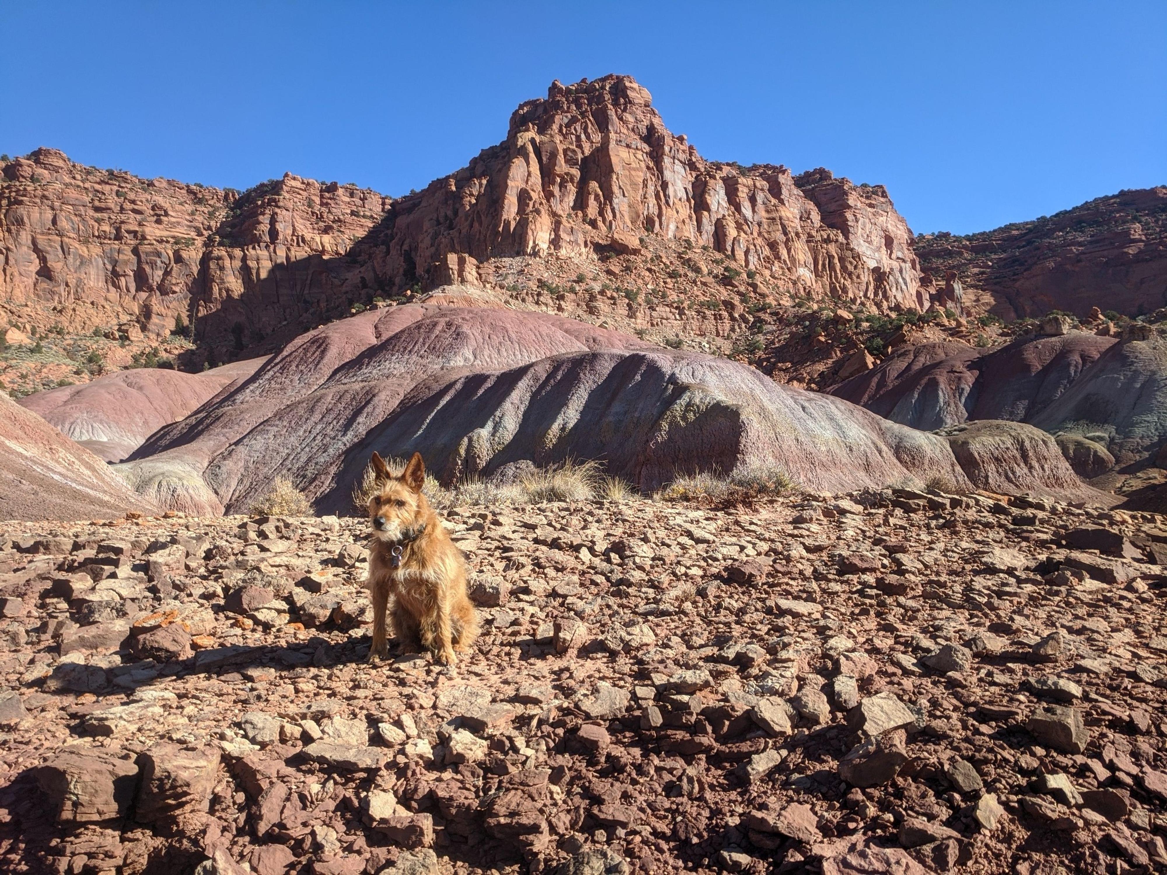 Colorful hills and happy dog towards end of canyon. - Rock Canyon ...