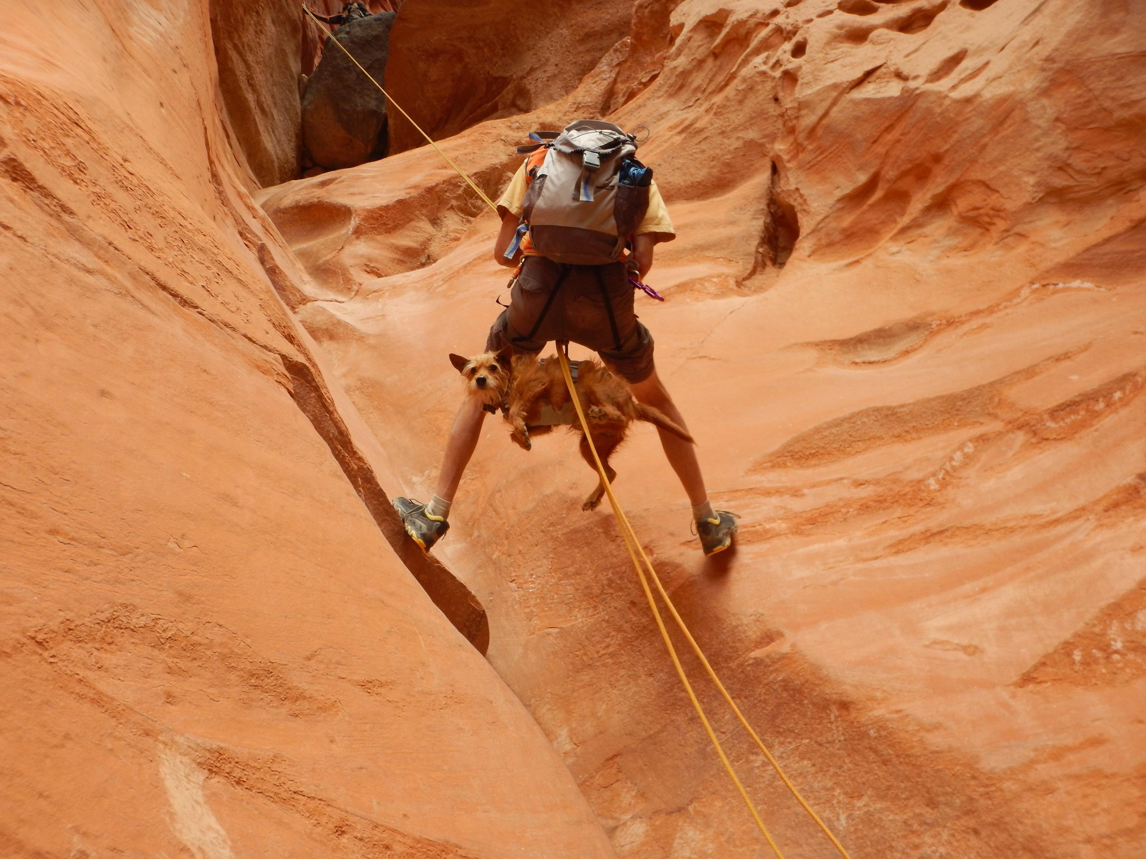 Guapo the dog in a RuffWear doubleback harness enjoying the rap Sunglow Canyons Trail Bicknell Road Trip Ryan