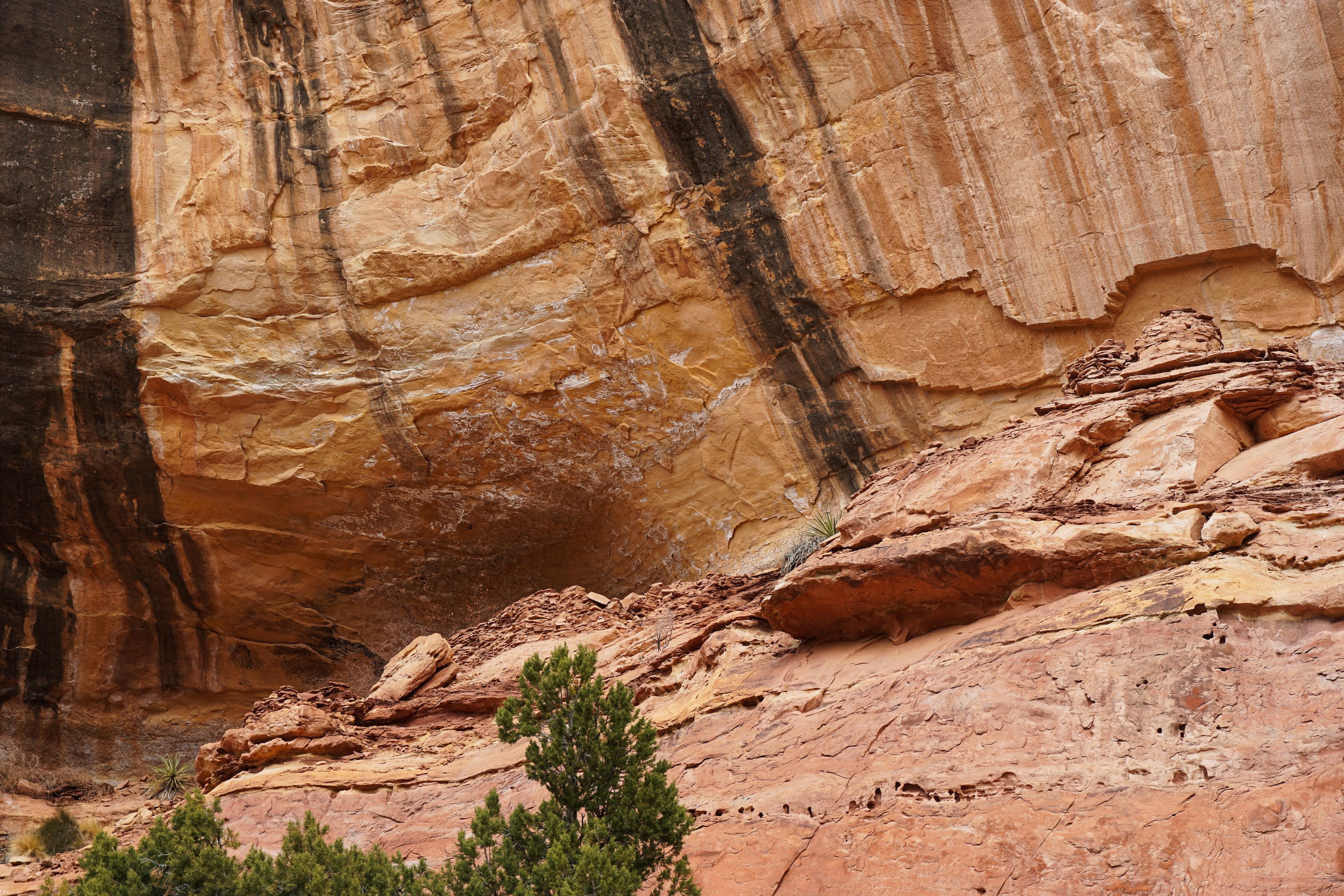 Log Ruin - Davis Canyon