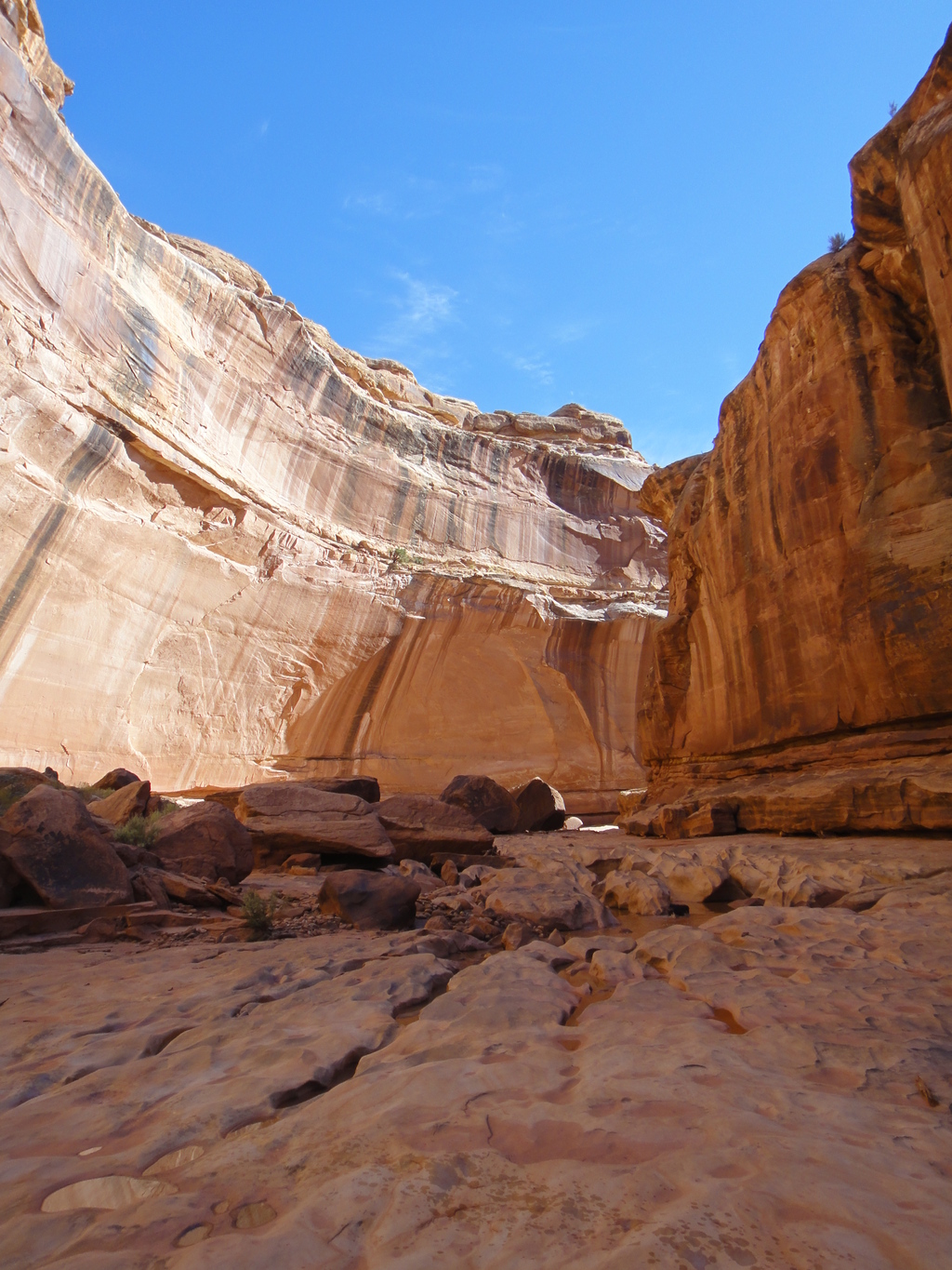 Canyon white best sale