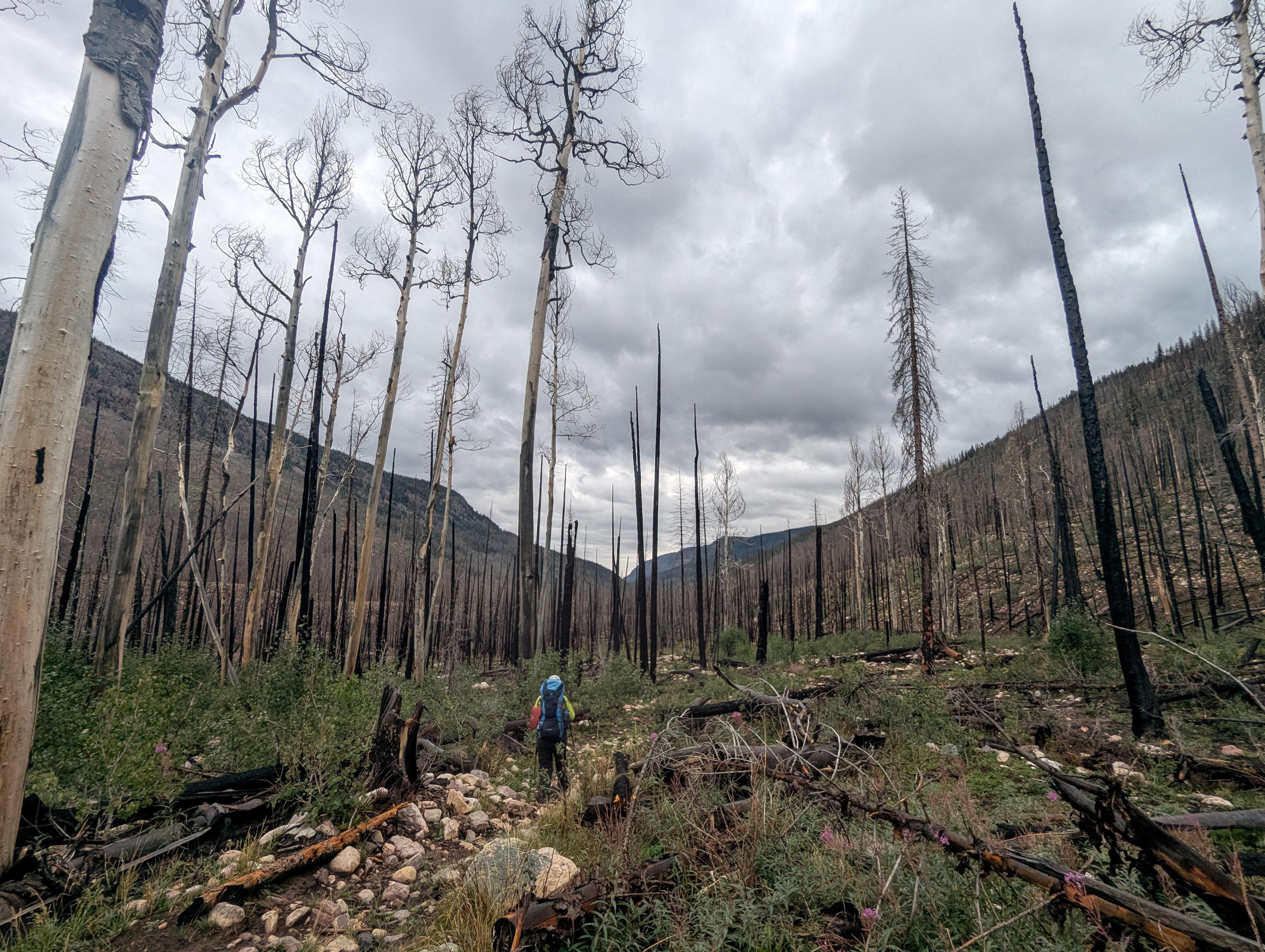 Walking through the burned area. 
