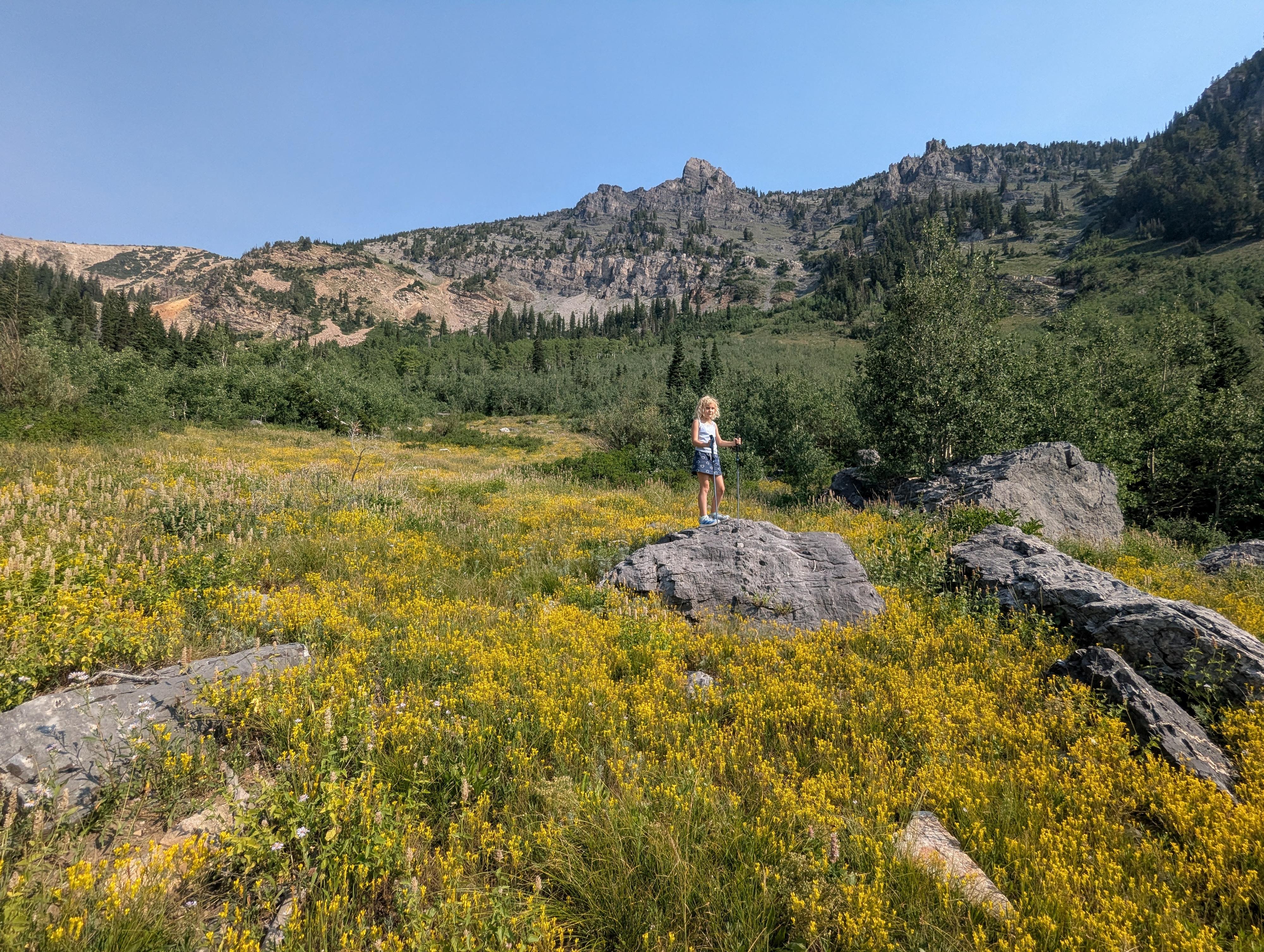Amazing wildflowers in early August!