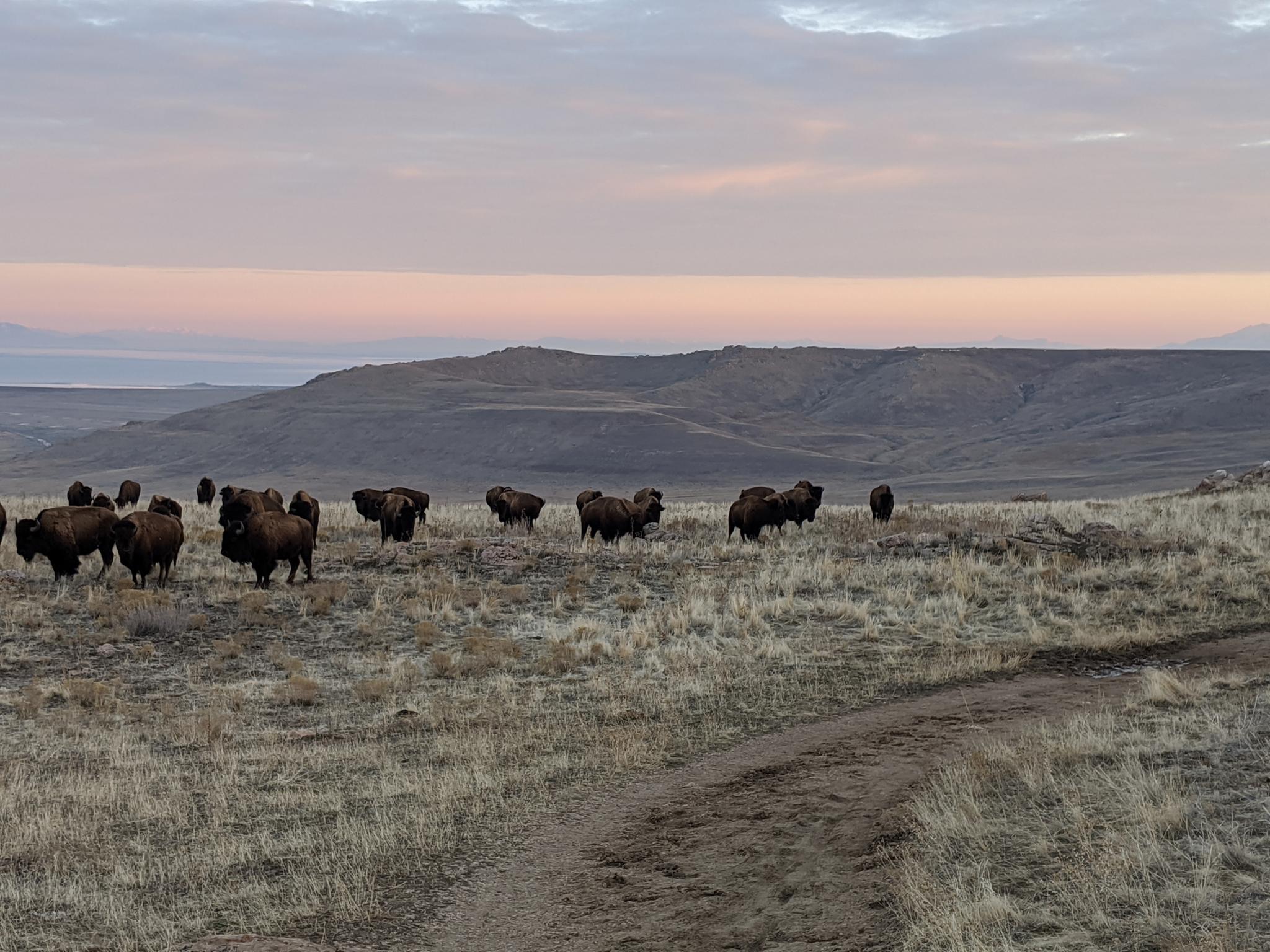 Staying Safe Around Bison at Antelope Island