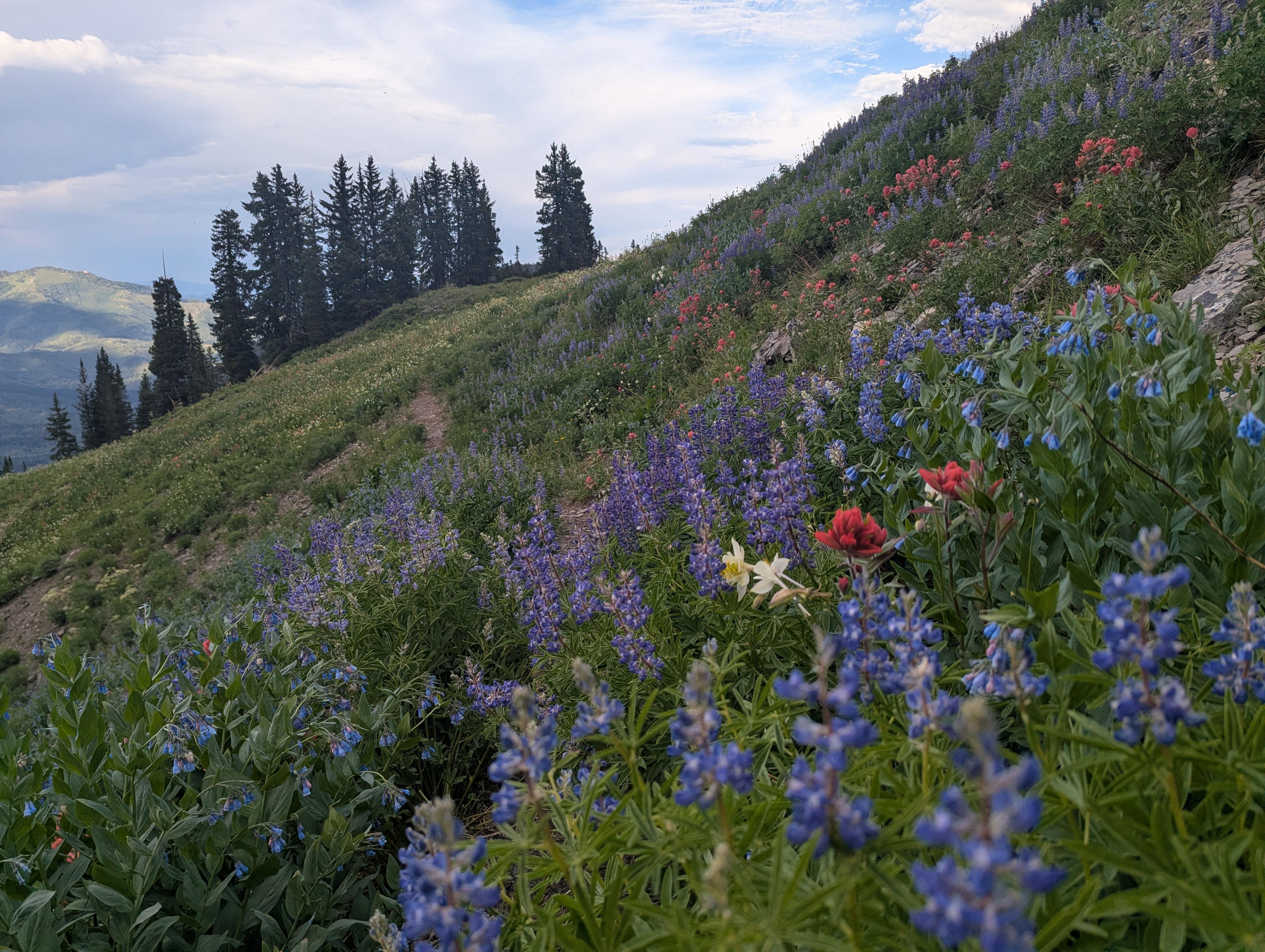Wildflowers on a late July trip. 