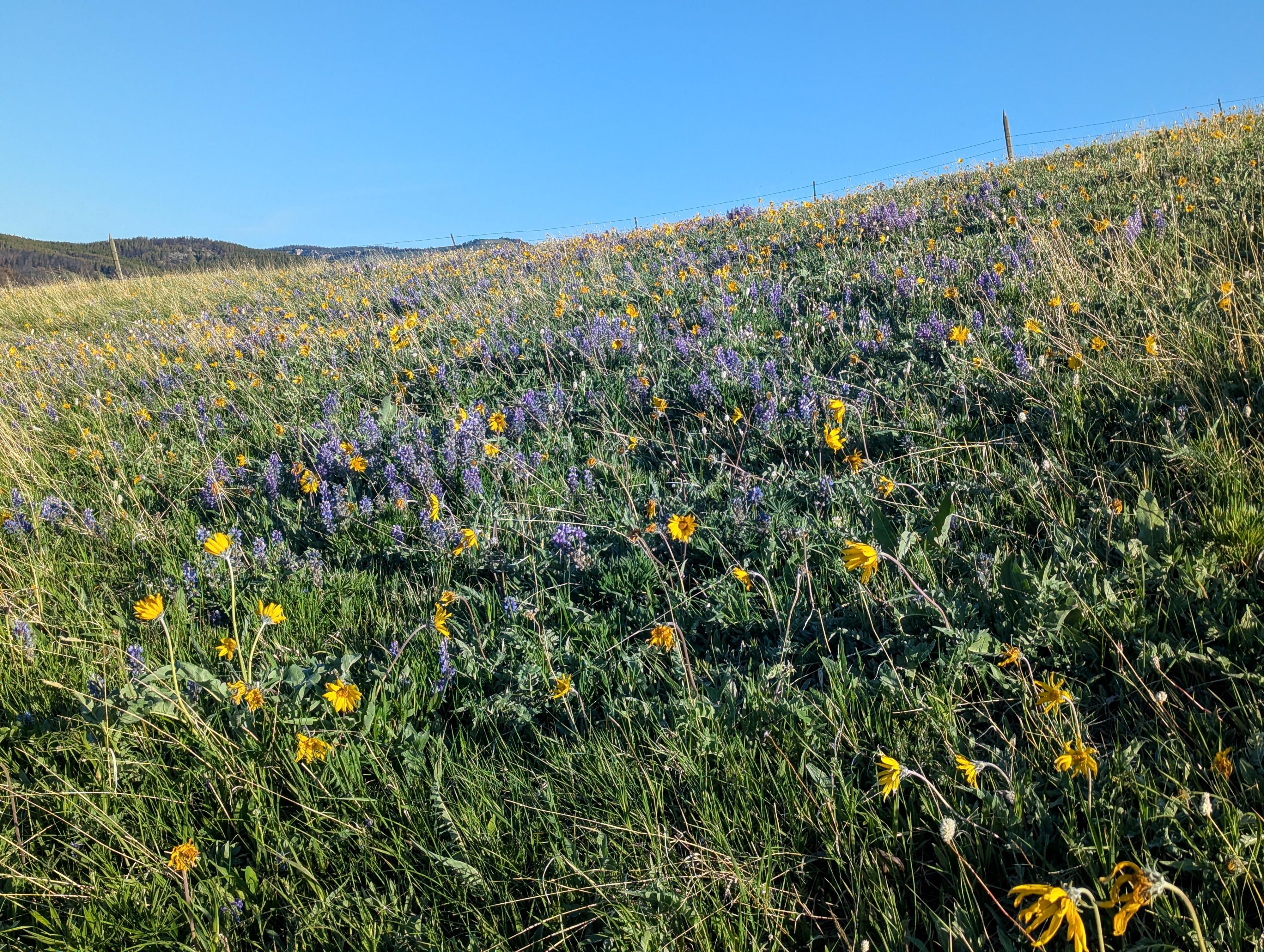 Wildflowers on an early June visit. 