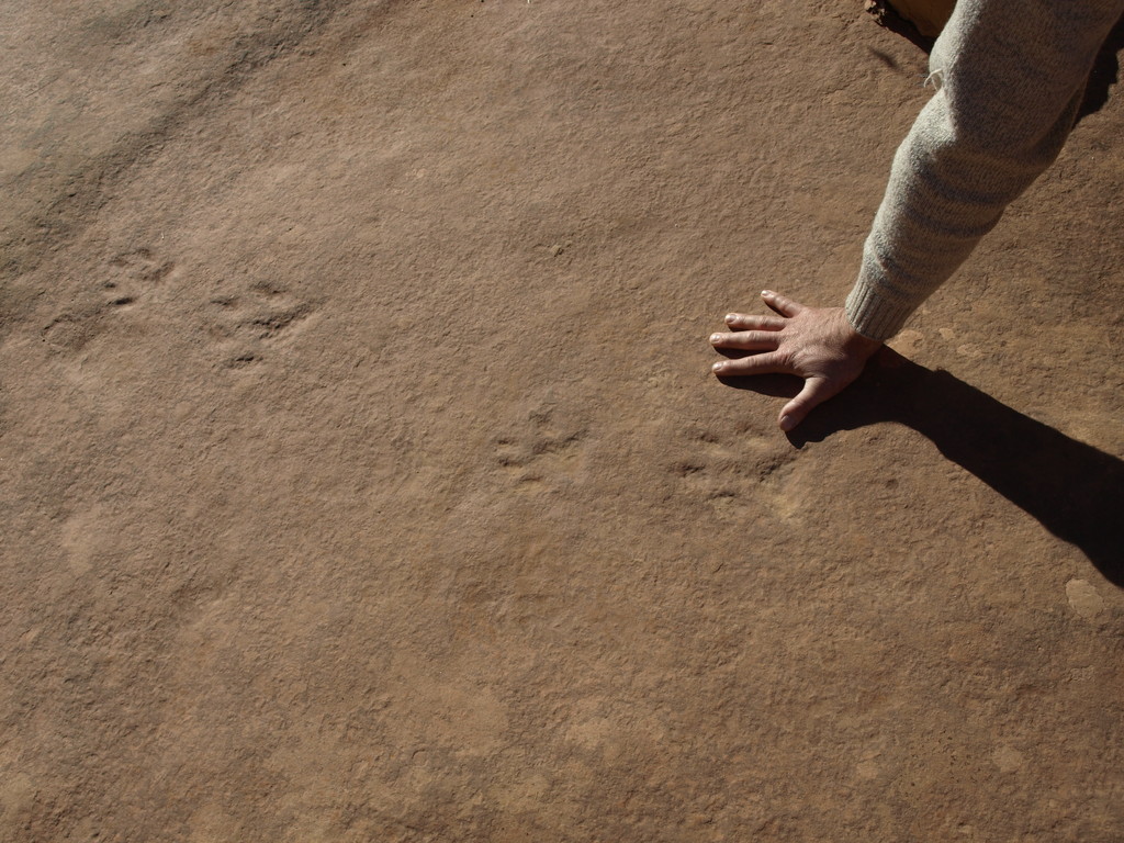 Fossil Print- Lower Butler Wash - River Panel