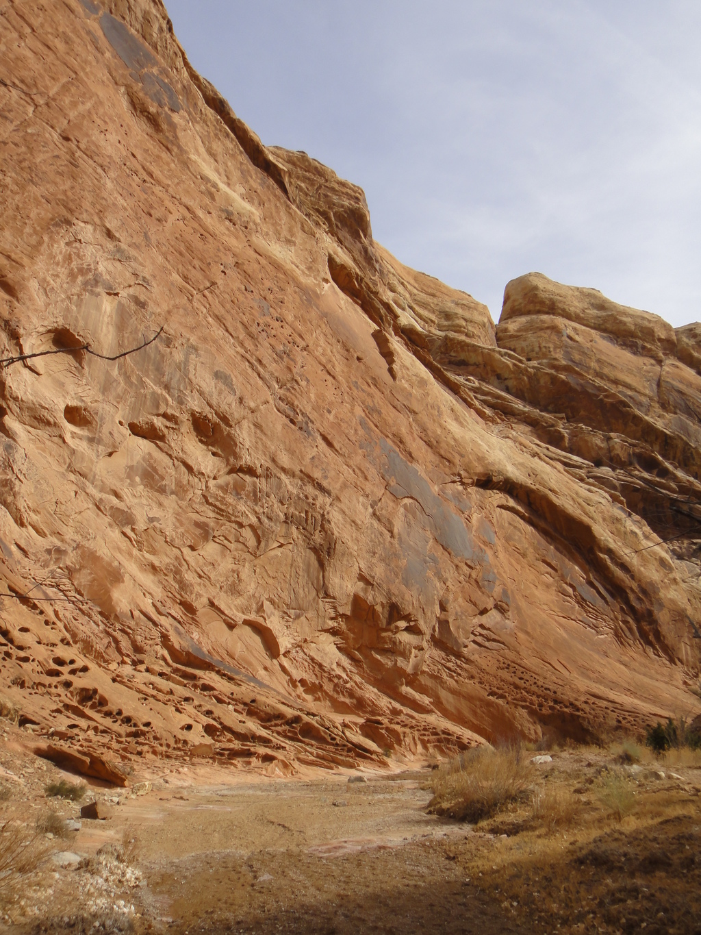 Nice wall Little Spotted Wolf